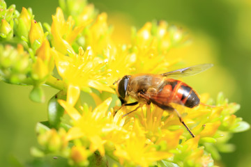 Bee