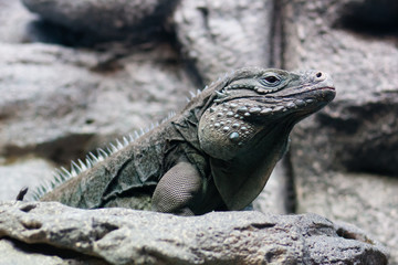 Iguana looking