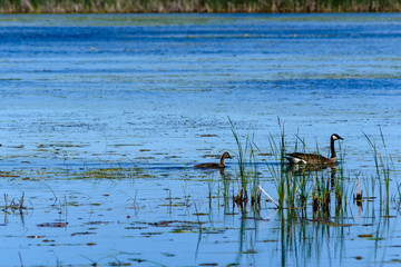 Canada Goose Family of two swimming in a wetland