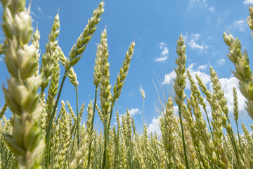 Wheat Field on a Sunny Day