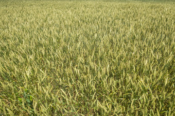 Closeup of a Wheat Field