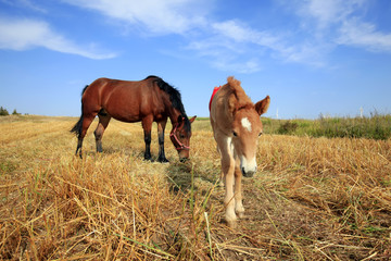 Fototapeta na wymiar The horses in the grasslands of autumn