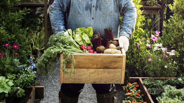 Man holding crate of organic fresh agricultural product - Powered by Adobe