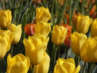 黄色いチューリップ