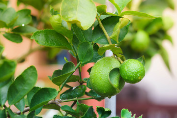 Green lemon tree in the farm.