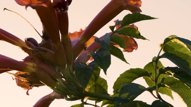 Ants crawling on flowering plant at sunset