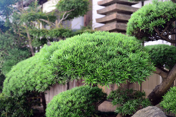 Fototapeta na wymiar Japanese white pine