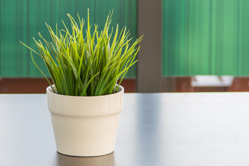 Potted grass put on the table