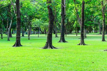 green park in city Bangkok Thailand