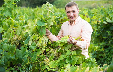 Portrait of happy farmer near grapes in vineyard