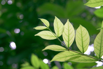 Fototapeta na wymiar Green leaf sunlight with blurred background
