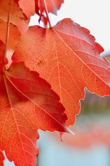 Selective Focus of Red Maple Leaves During Autumn Season