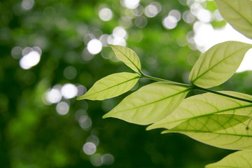 Fototapeta na wymiar Green leaf bokeh background