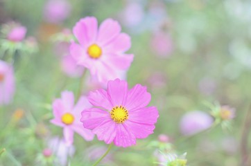 Fototapeta premium Close-Up View of Pink Cosmos Flowers in a Garden