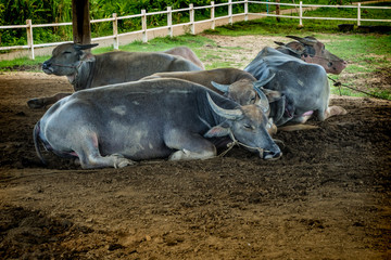 Thai Buffalo in the farm