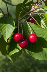 cherry's at cherry tree