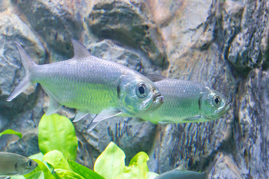 Tarpon Indo-Pacific or Megalops cyprinoides fish with grass background