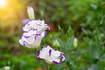 Fototapeta premium Purple lisianthus. In the spring, the beautiful white and violet of Eustoma Balloon flower. Close-Up of flowering Lisianthus or Eustoma plants in a large flower nursery.