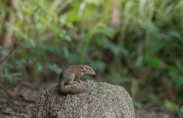Indochinese ground squirrel