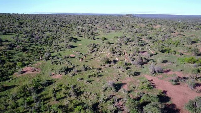 Giraffes in Africansavannah. Aerial drone 4K footage from above