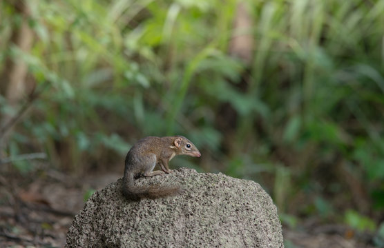 Indochinese ground squirrel