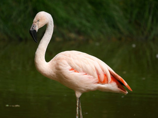 Flamants roses
