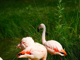 Flamants roses