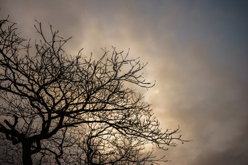 Mysterious scary branches trees, vintage toned colors.