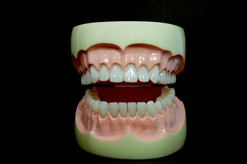 Close up. Model teeth on a black background (View front).