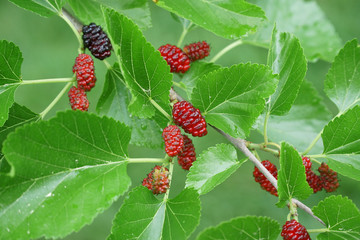 close up on fresh mulberry on the tree branch