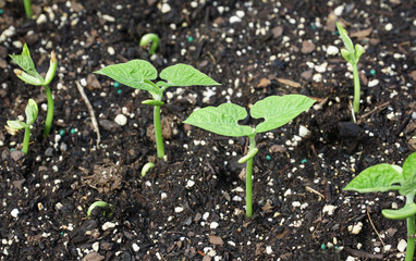 spring sprout from soil in the farm field