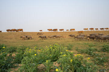 Vietnam landscape with a hear of cows on countryside dyke. Yellow wild flower on foreground