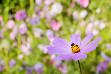 Pink cosmos flower and bee and garden
