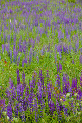 Lupine field close-up