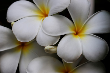 Fototapeta na wymiar white flowers,focus at white flowers on black