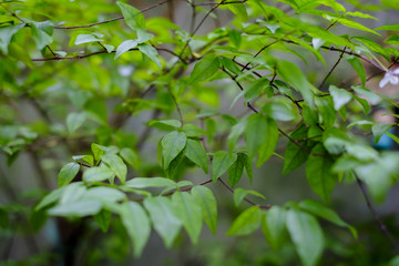 Leaves