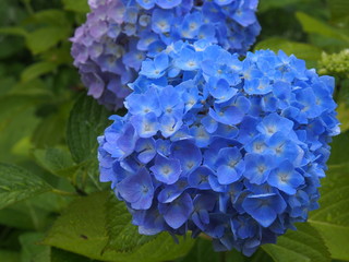 Obraz premium アジサイ 雨の日