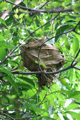 Obraz premium ant's nest on green background,on green tree