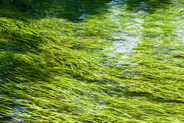 川と水草