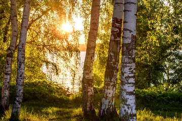 Aluminium Prints Birch grove birch river grove leaves sunset