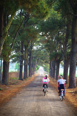 Vietnam countryside landscape with children cycling to school on soild road along lines of tree.