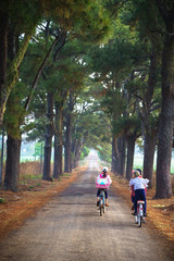 Obraz premium Vietnam countryside landscape with children cycling to school on soild road along lines of tree.