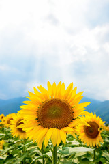 Naklejka premium ひまわり