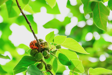 Paper Mulberry
