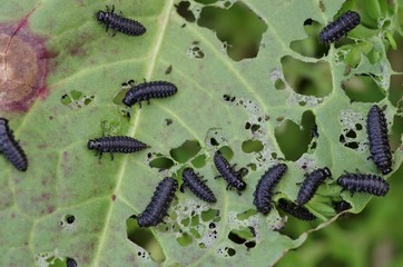 食料を食べ尽くす害虫