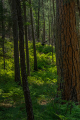 West Fork Trail Sedona Arizona

