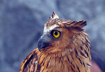 Owl