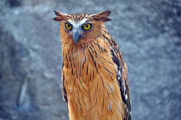 Owl