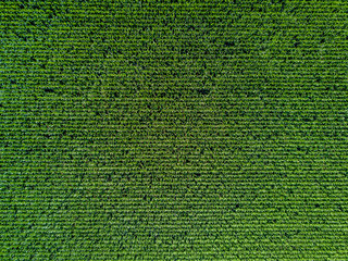 Aerial view of corn field 
