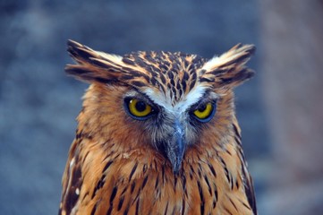 Obraz premium Owl